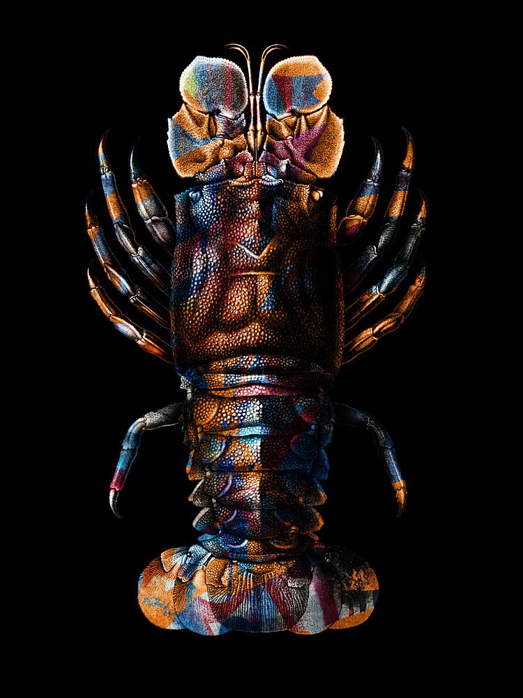 Vibrant Spiny Lobster art print by Marja van den Hurk for $57.95 CAD