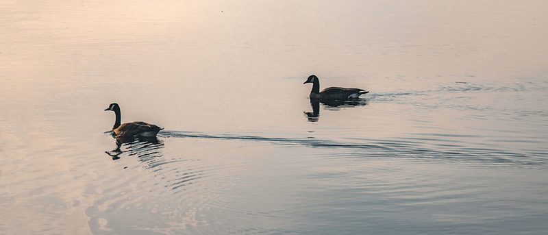 Golden Hour Geese art print by Stephanie Klatt for $57.95 CAD