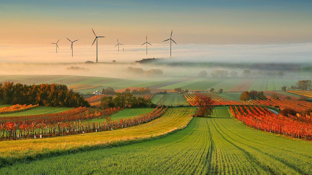 Autumn Atmosphere In Vineyards art print by Matej Kovac for $57.95 CAD