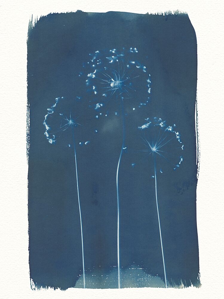 Soft Blue Dandelions art print by Chickweeds Studio for $57.95 CAD