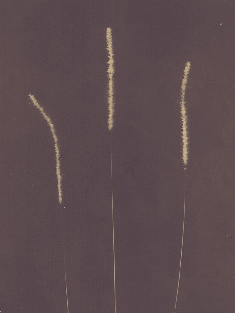 Tall Feathery Grass art print by Chickweeds Studio for $57.95 CAD