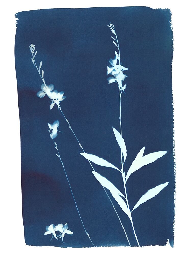 Indigo Wildflowers art print by Chickweeds Studio for $57.95 CAD