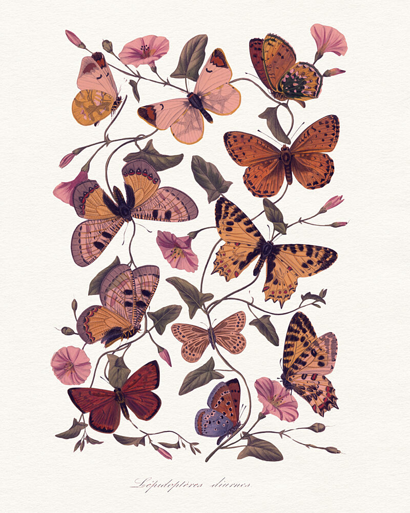 Vintage Butterflies Morning Glories art print by Wild Violets for $57.95 CAD