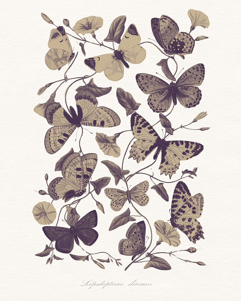 Vintage Butterfly Botanical art print by Wild Violets for $57.95 CAD
