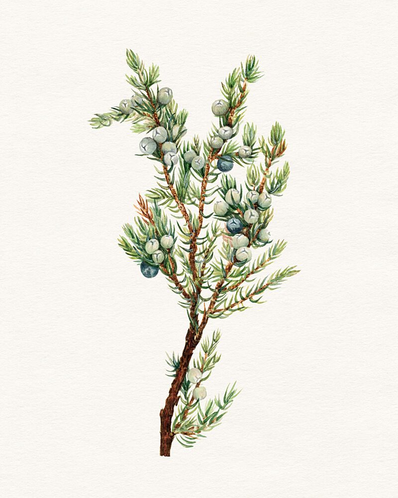 Juniper Berries Branch art print by Wild Violets for $57.95 CAD