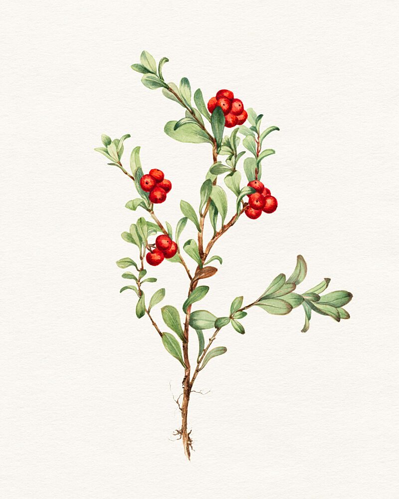 Vibrant Lingonberry Botanical art print by Wild Violets for $57.95 CAD
