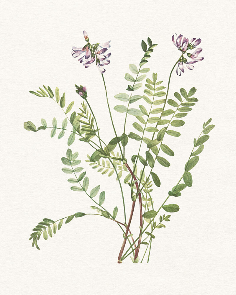 Botanical Flower Study art print by Wild Violets for $57.95 CAD