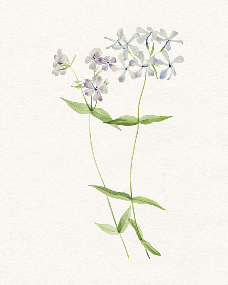 Delicate Watercolor Flowers art print by Wild Violets for $57.95 CAD