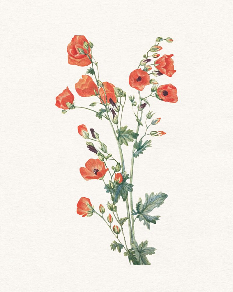 Orange Botanical Blooms art print by Wild Violets for $57.95 CAD