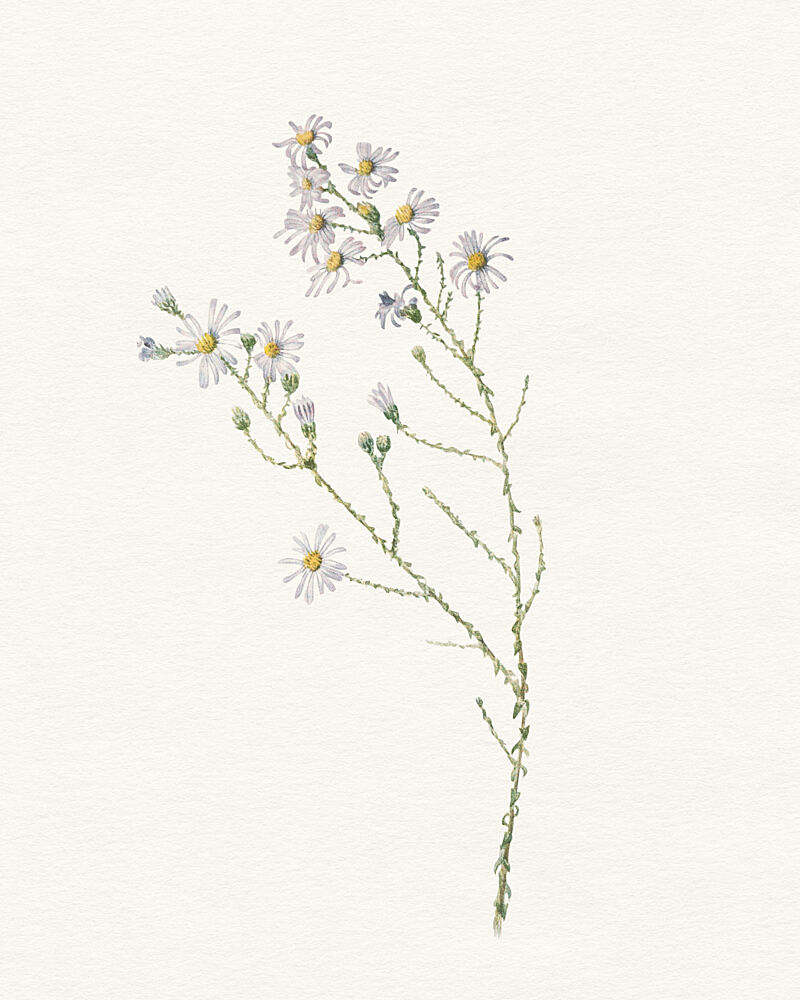 Delicate White Flowers art print by Wild Violets for $57.95 CAD