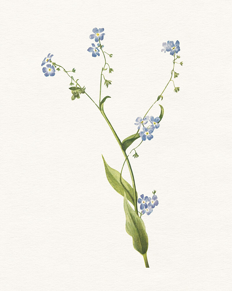Botanical Forget Me Nots art print by Wild Violets for $57.95 CAD