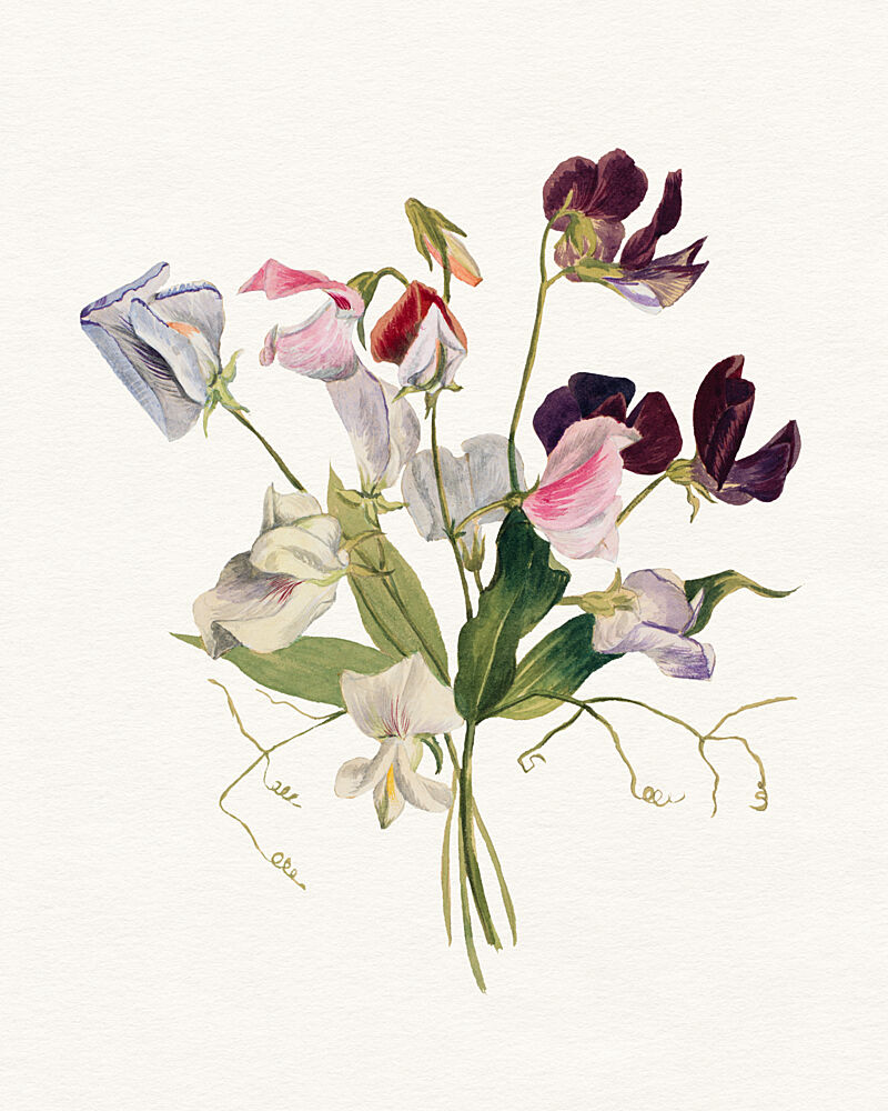 Sweet Pea Bouquet art print by Wild Violets for $57.95 CAD