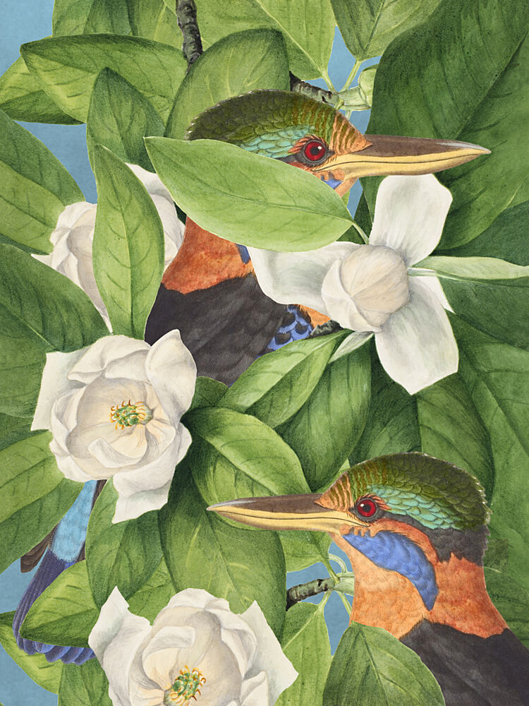 Tropical Kingfishers Magnolias art print by Marja van den Hurk for $57.95 CAD