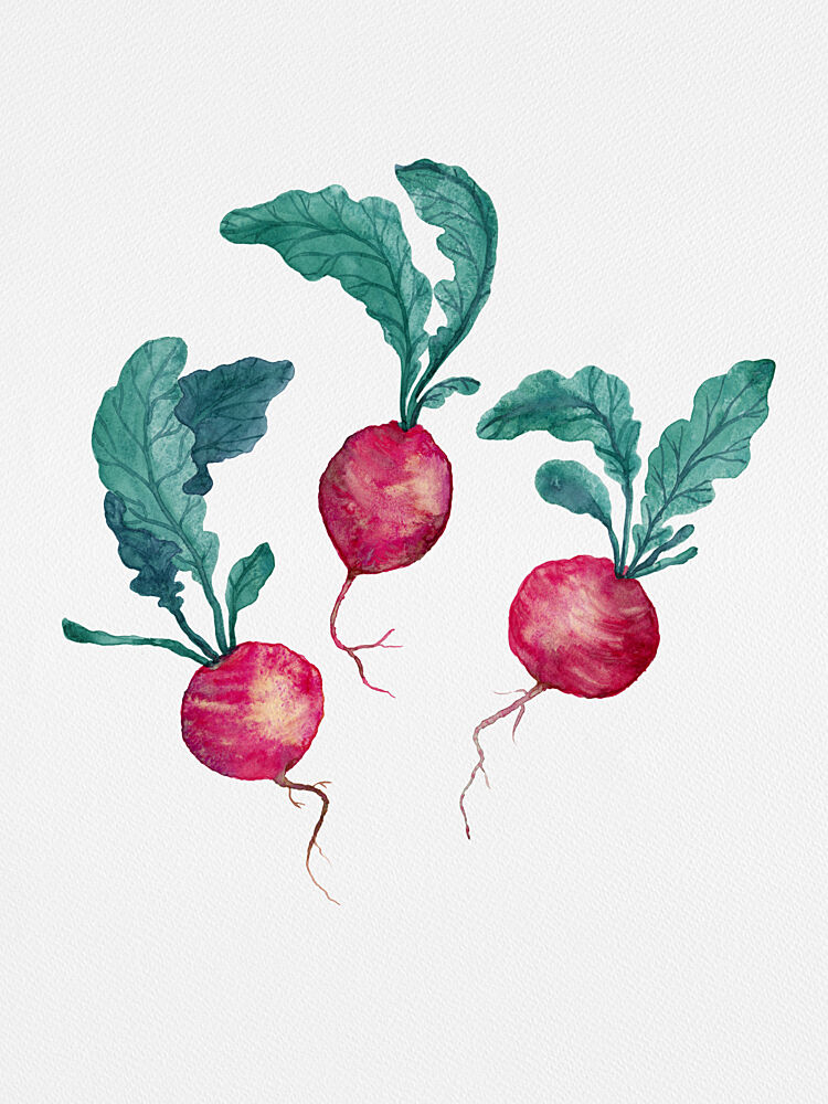 Fresh Watercolor Radishes art print by Suchi Deb for $57.95 CAD