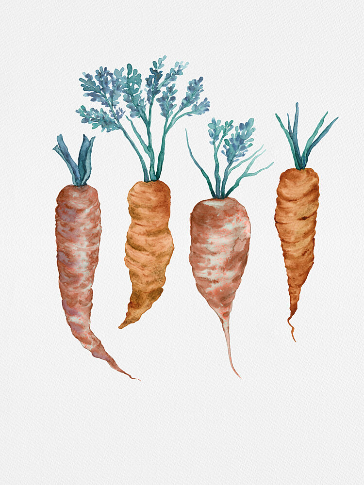 Rustic Watercolor Carrots art print by Suchi Deb for $57.95 CAD