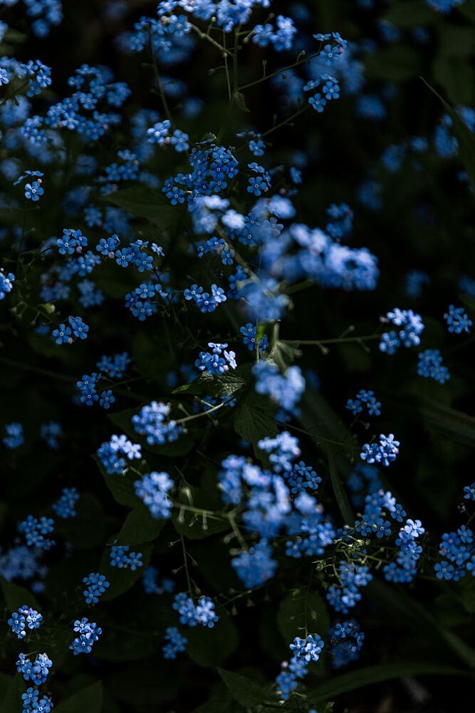 Tranquil Blue Flowers art print by Mareike Bohmer for $57.95 CAD