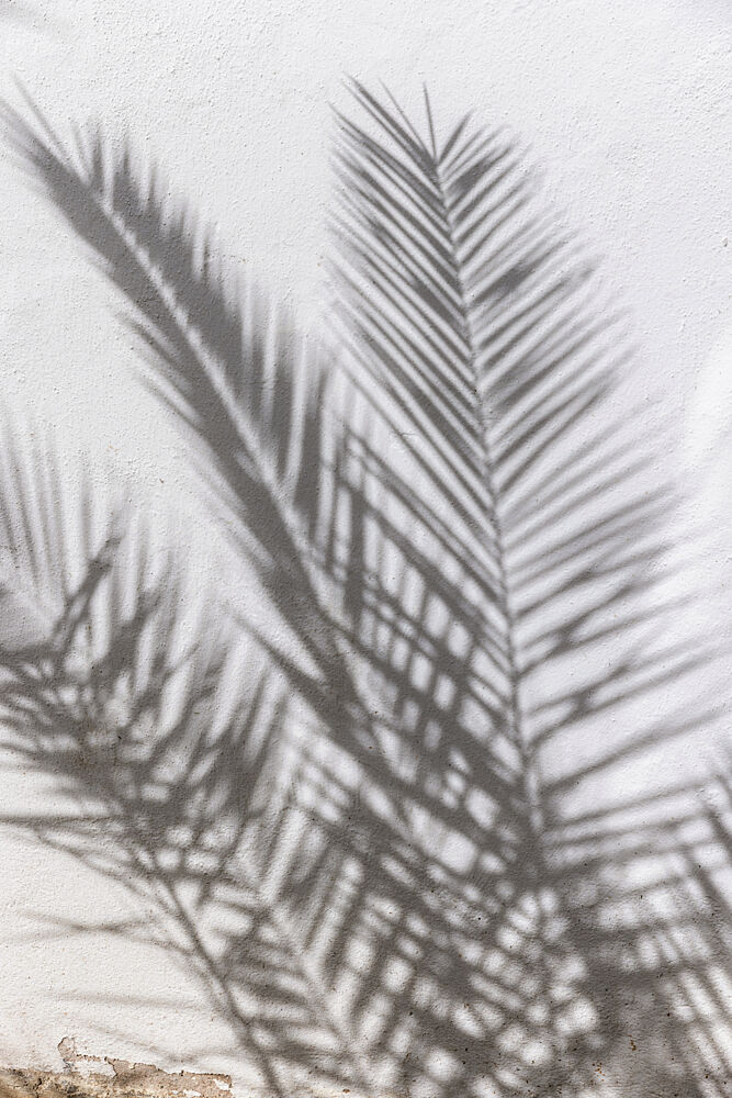 Sunlit Palm Shadows art print by Mareike Bohmer for $57.95 CAD