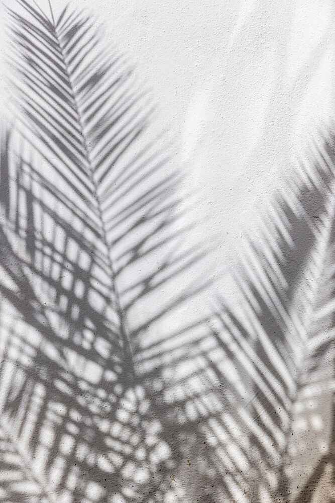 Palm Shadow Play art print by Mareike Bohmer for $57.95 CAD