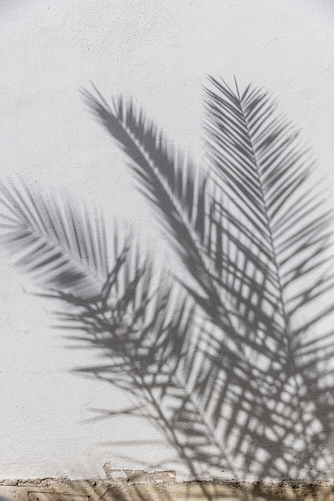 Sunny Palm Shadows art print by Mareike Bohmer for $57.95 CAD