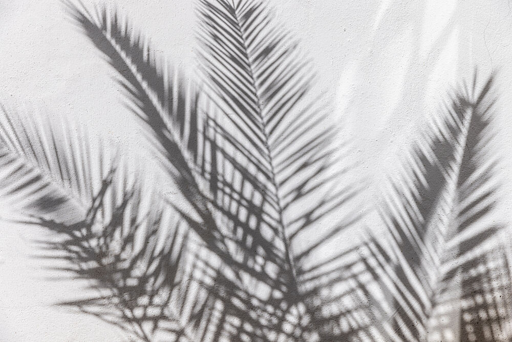 Tropical Shadow Play art print by Mareike Bohmer for $57.95 CAD