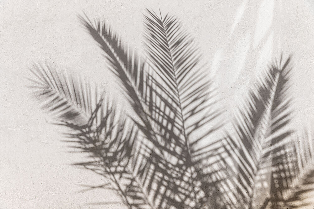 Palm Shadow Play art print by Mareike Bohmer for $57.95 CAD