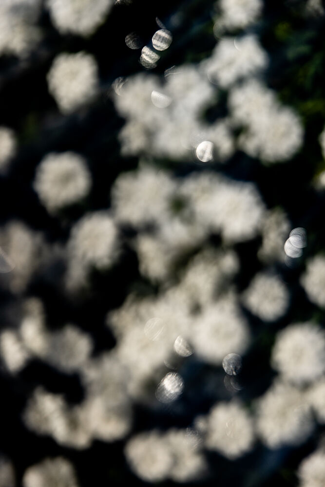 Dreamy Floral Bokeh art print by Mareike Bohmer for $57.95 CAD