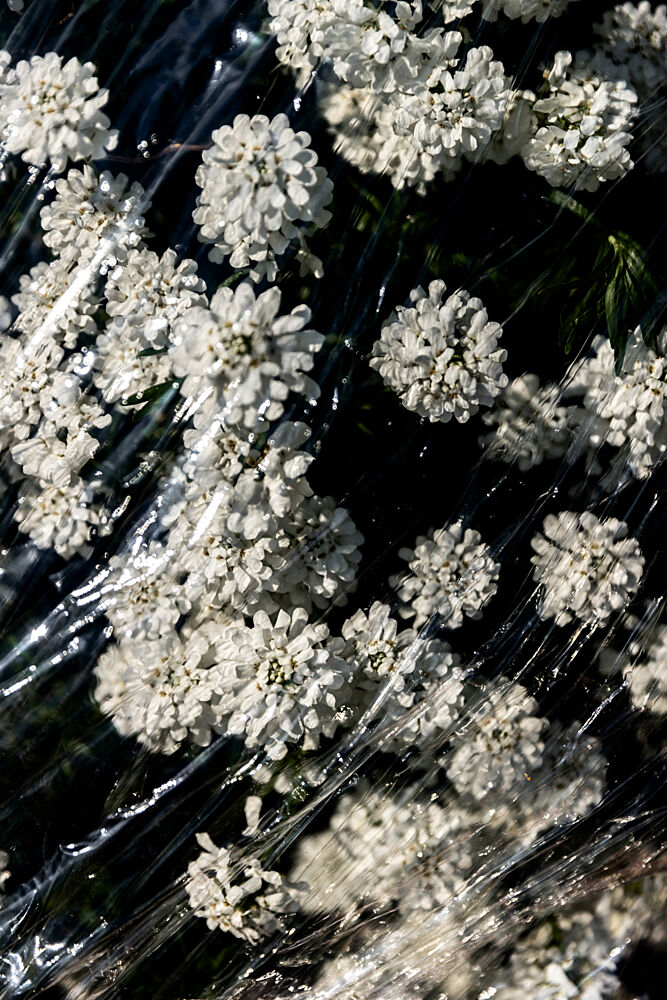 Glistening Wrapped Flowers art print by Mareike Bohmer for $57.95 CAD