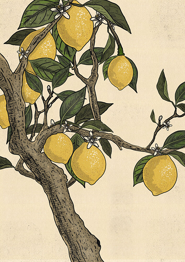 Blooming Lemon Tree art print by Nicholas for $57.95 CAD