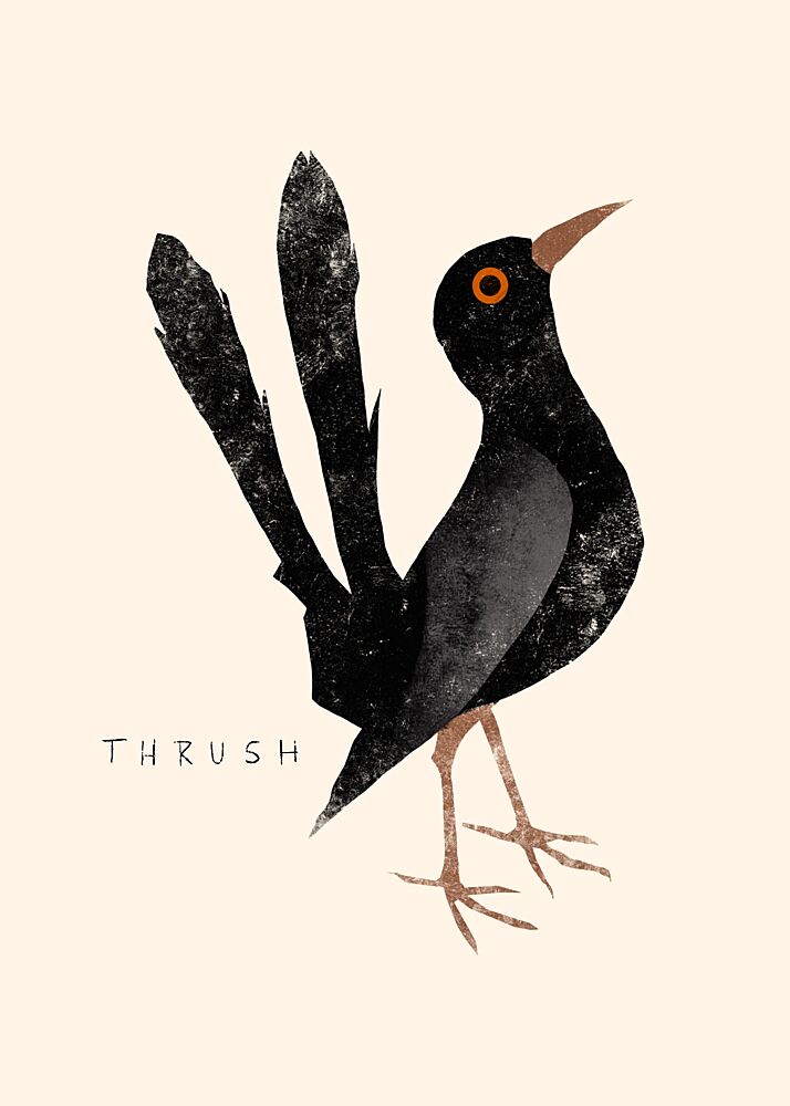 Elegant Black Thrush art print by Josephin Hermsdorf for $57.95 CAD