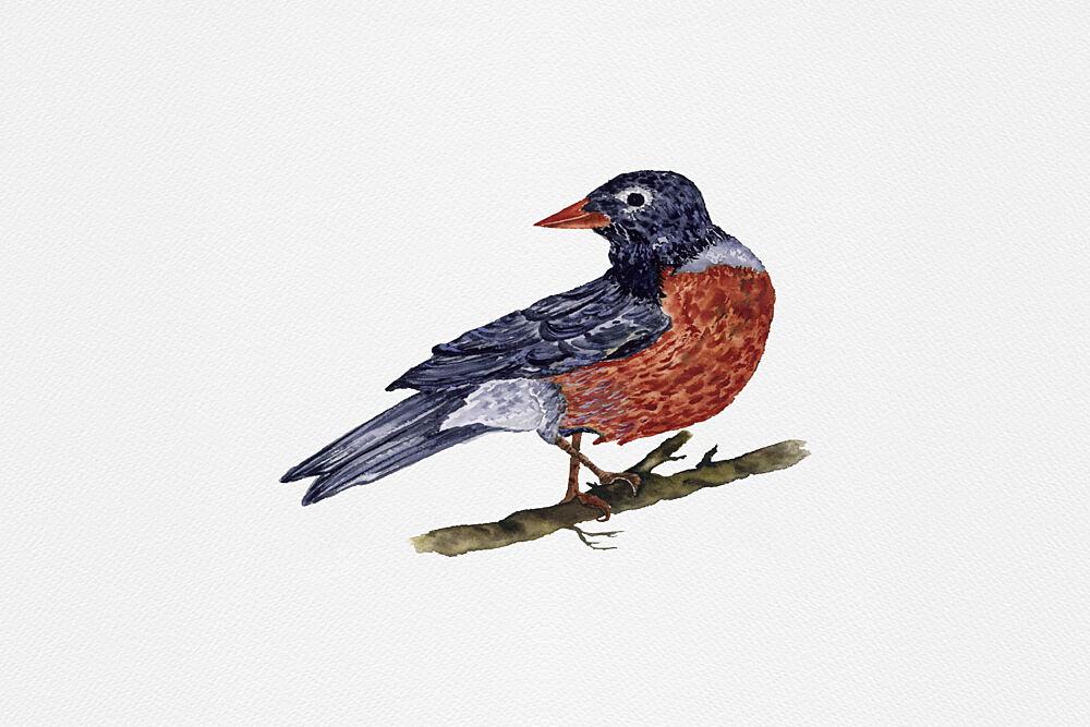 American Robin Perched art print by Suchi Deb for $57.95 CAD