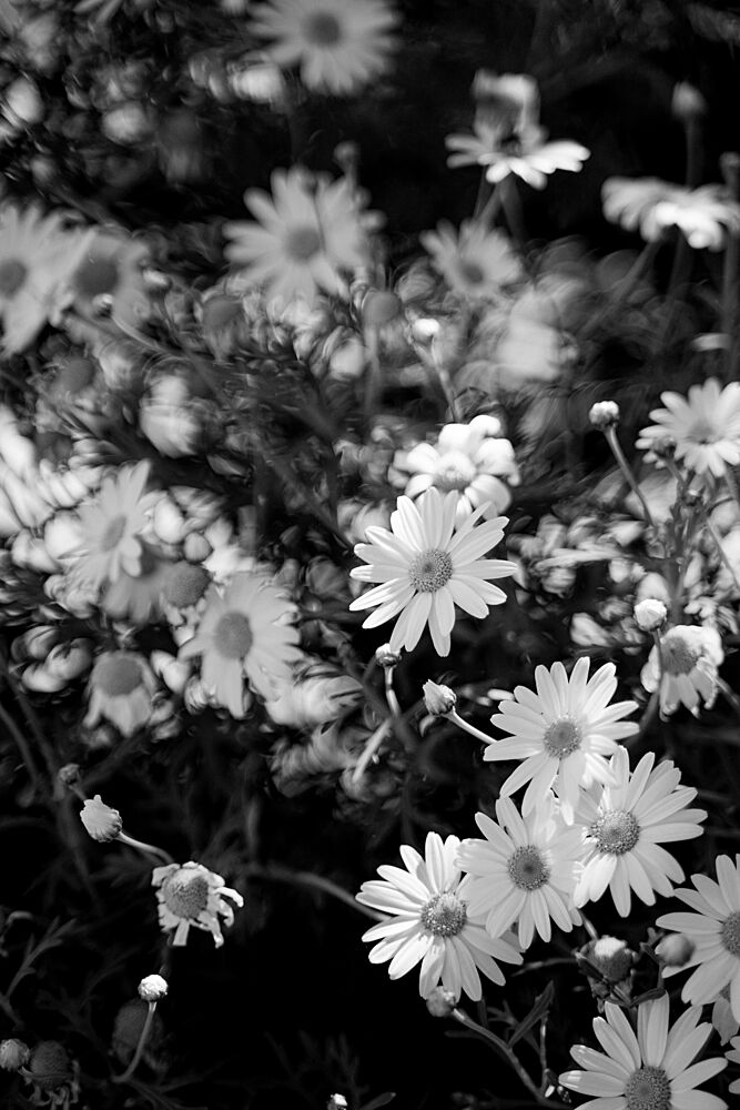 Black and White Daisies art print by Henrike Schenk for $57.95 CAD