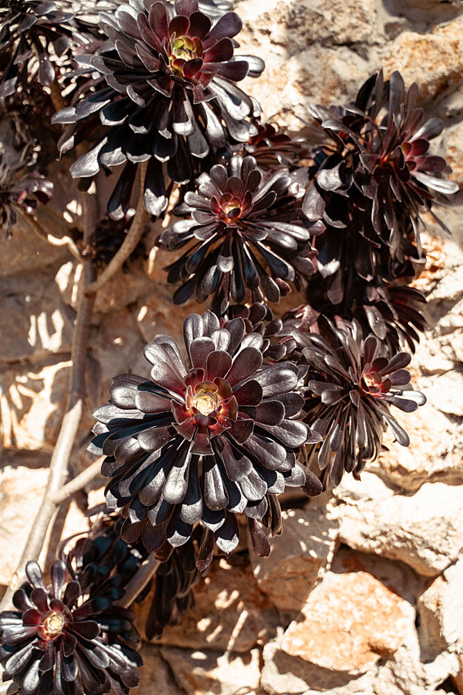 Dark Succulents on Stone art print by Henrike Schenk for $57.95 CAD