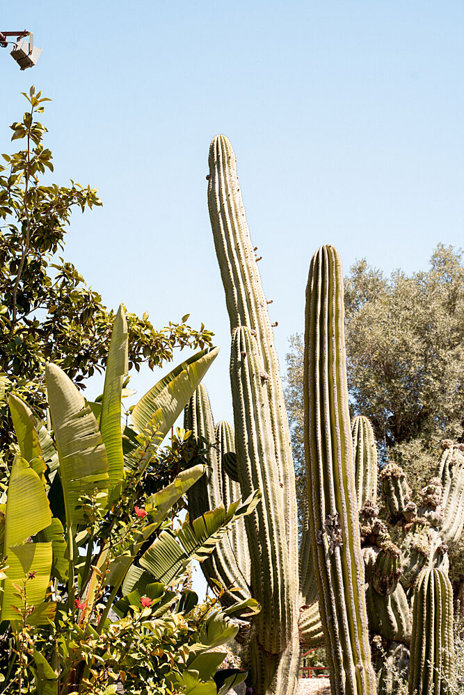 Sunny Cactus Garden art print by Henrike Schenk for $57.95 CAD