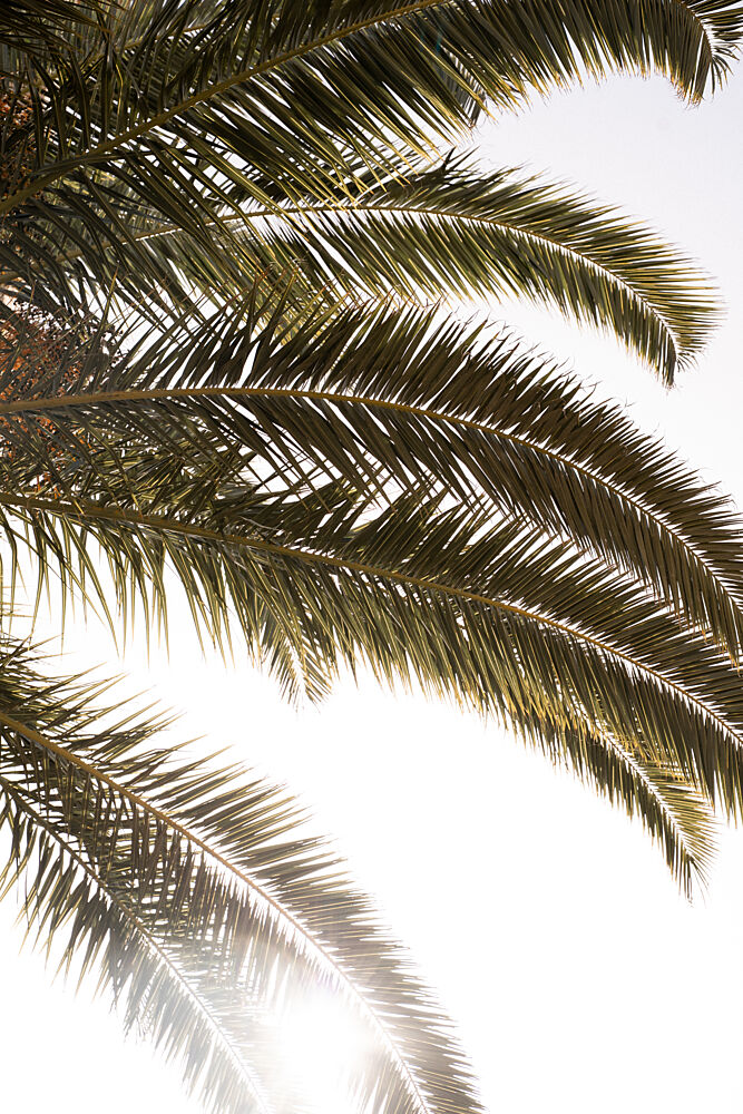 Tropical Palm Glow art print by Henrike Schenk for $57.95 CAD