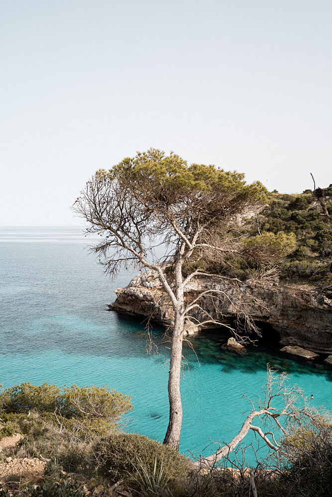Turquoise Bay Pine Tree art print by Henrike Schenk for $57.95 CAD