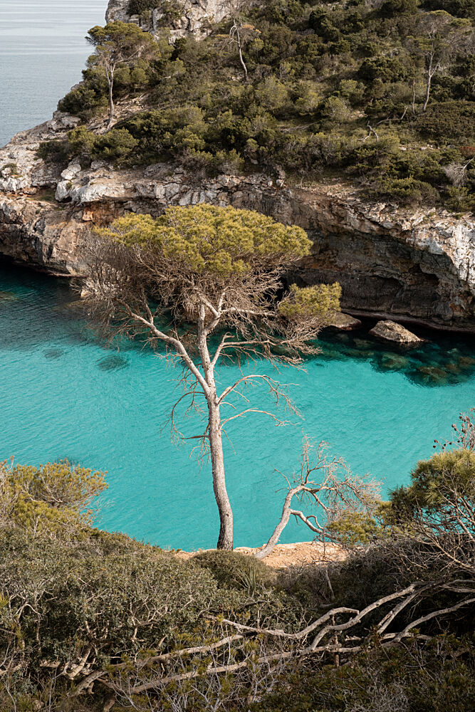 Coastal Pine Azure Waters art print by Henrike Schenk for $57.95 CAD
