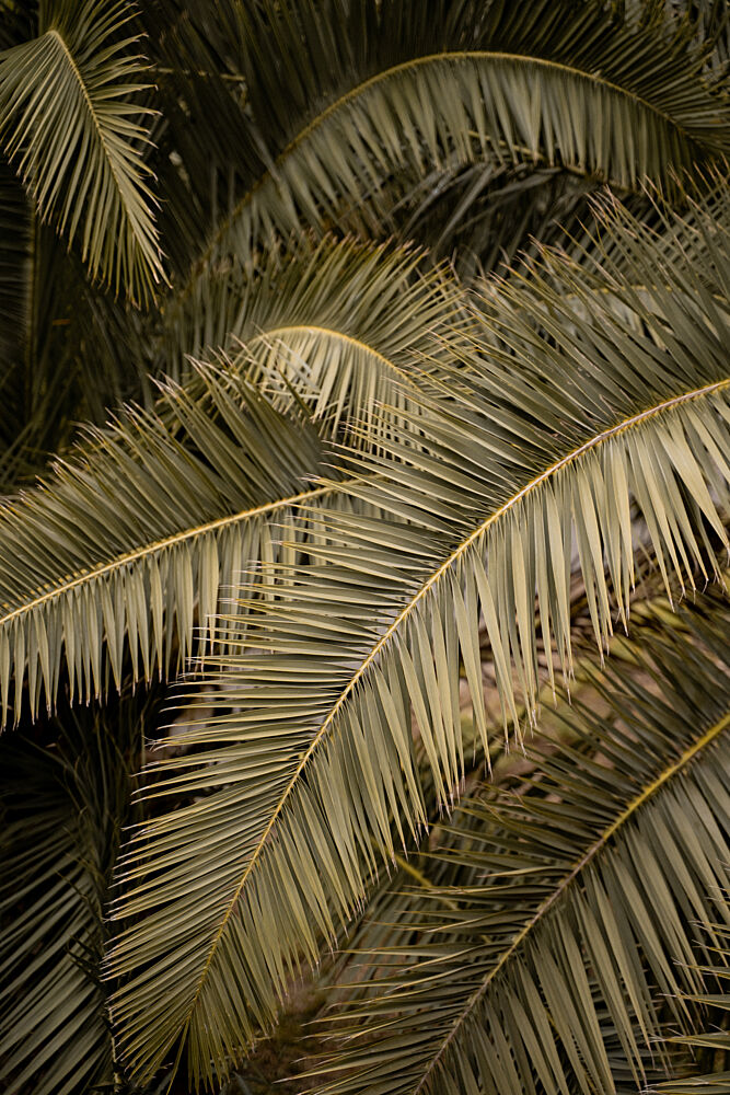 Lush Tropical Palm Fronds art print by Henrike Schenk for $57.95 CAD