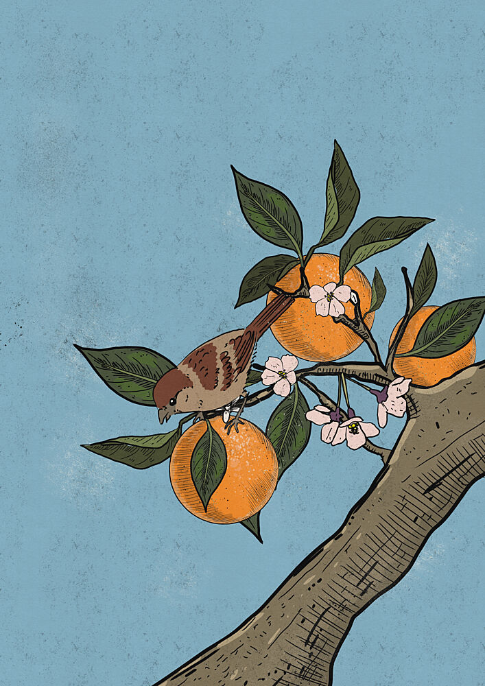 Japanese Orange Tree Bird art print by Nicholas for $57.95 CAD