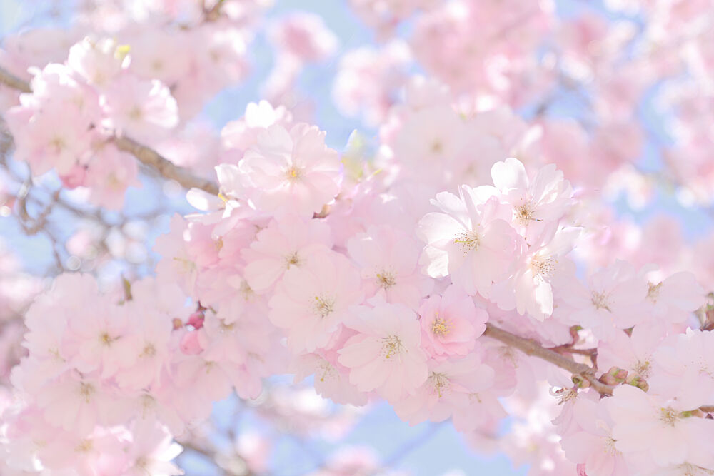 Soft Pink Cherry Blossoms art print by Christina Sillen for $57.95 CAD