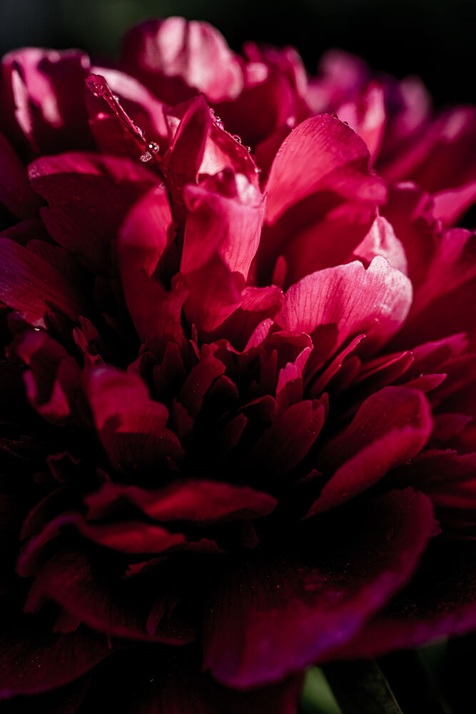 Dramatic Red Peony art print by Mareike Bohmer for $57.95 CAD