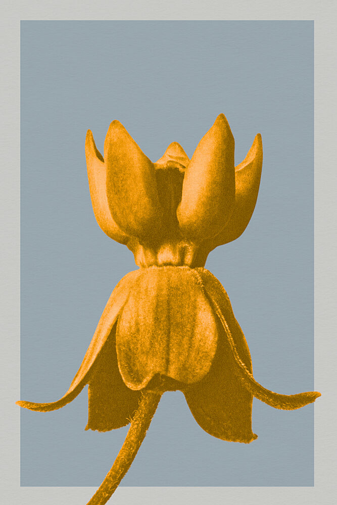 Golden Botanical Serenity art print by Wild Violets for $57.95 CAD