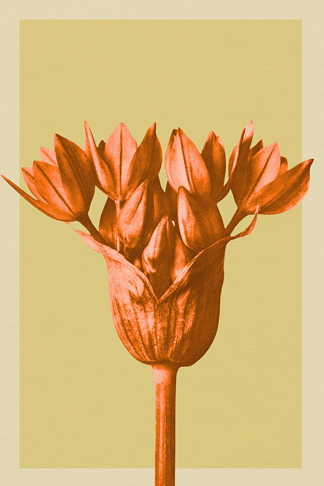 Orange Botanical Buds art print by Wild Violets for $57.95 CAD
