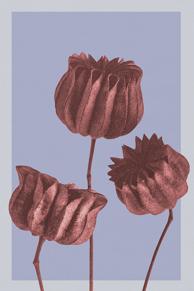 Muted Botanical Pods art print by Wild Violets for $57.95 CAD