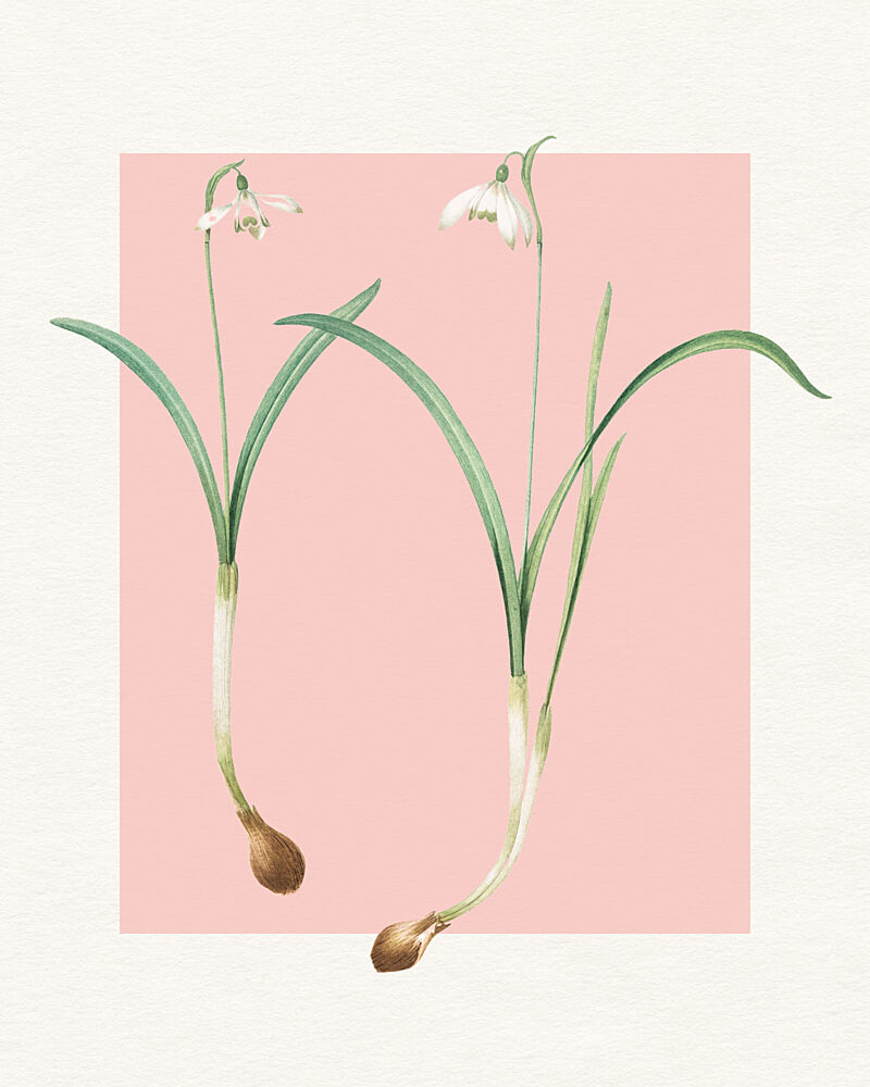 Delicate Snowdrop Blooms art print by Wild Violets for $57.95 CAD