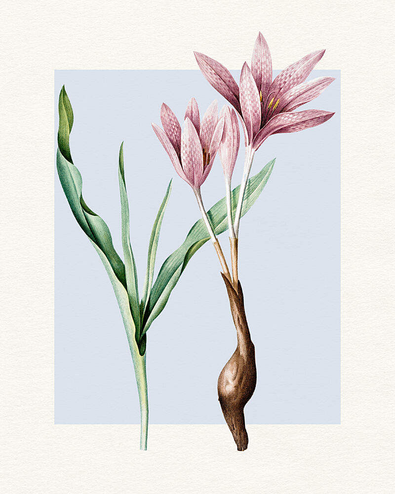 Botanical Pink Crocus art print by Wild Violets for $57.95 CAD
