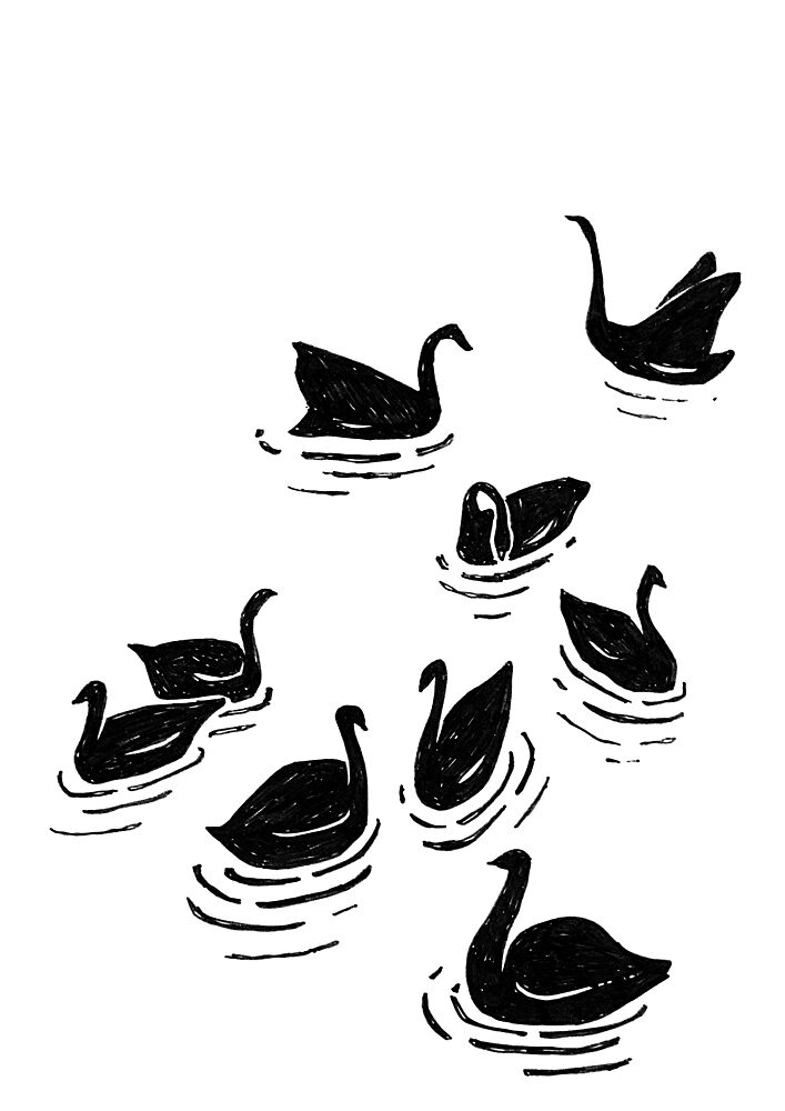 Graceful Black Swans art print by Rosana Laiz Blursbyai for $57.95 CAD