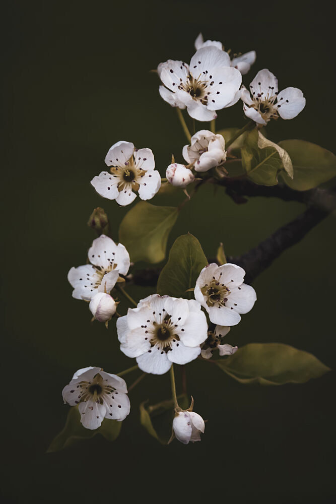 Delicate White Blossoms art print by Stephanie Klatt for $57.95 CAD