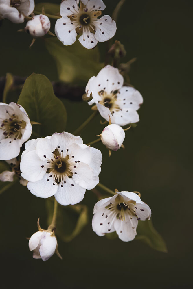 Moody White Blossoms art print by Stephanie Klatt for $57.95 CAD