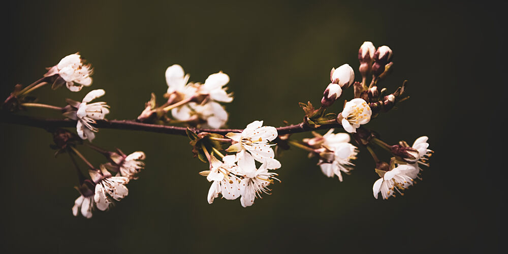 White Blossom Branch art print by Stephanie Klatt for $57.95 CAD