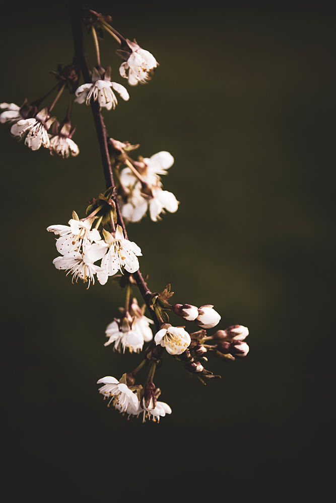 Delicate Spring Blossoms art print by Stephanie Klatt for $57.95 CAD